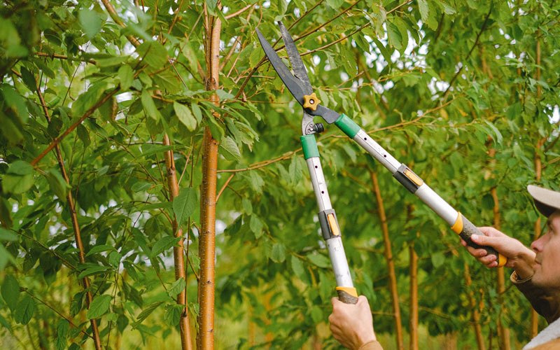 Tree trimming in Shawboro, NC